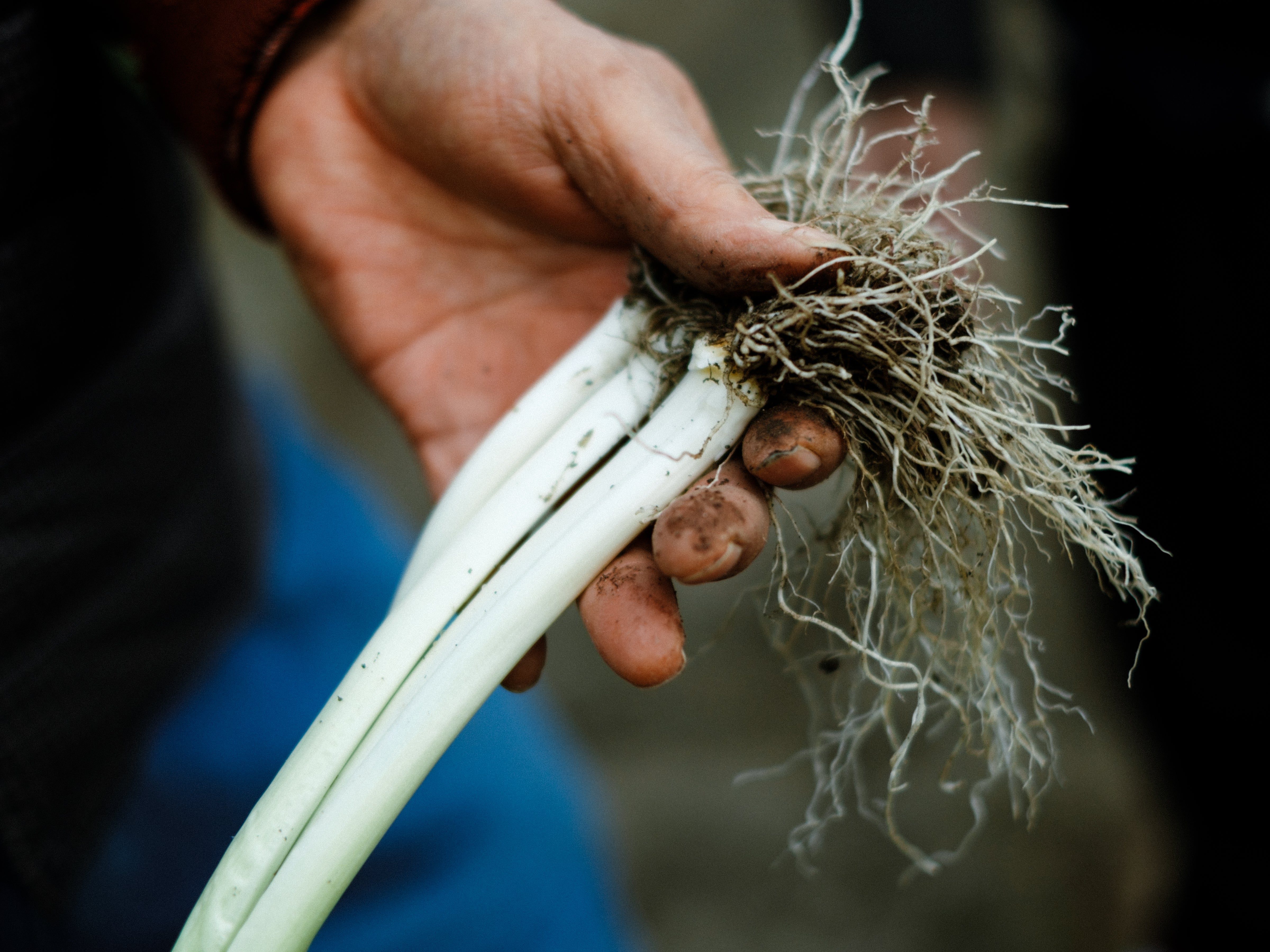 “温活”野菜を食べよう