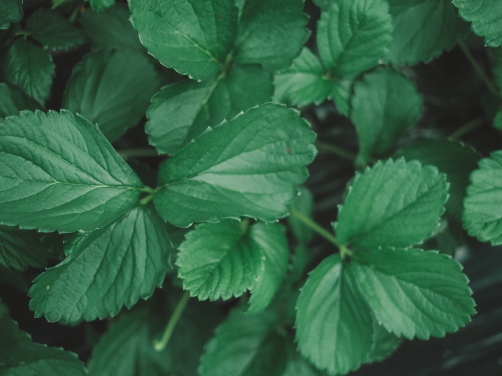 春にデトックスをする理由