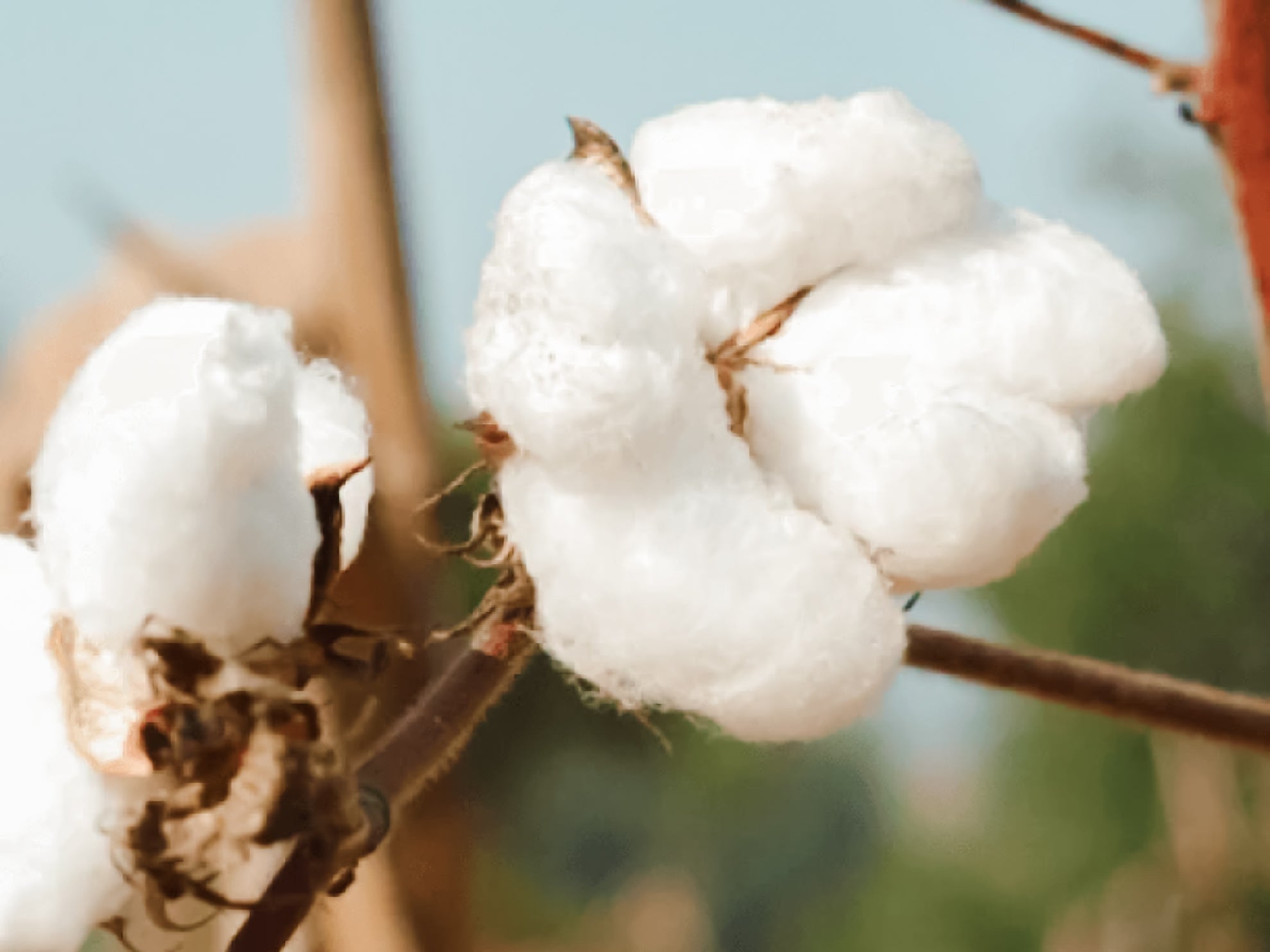 想う、結ぶ、オーガニックコットン〜MuSuBi cotton〜