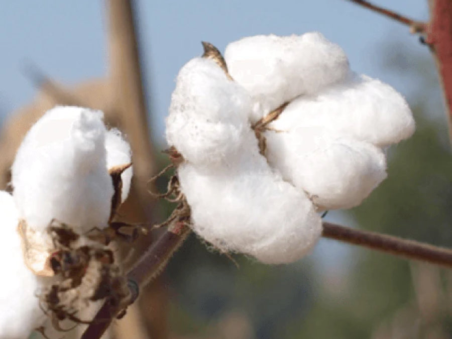 想う、結ぶ、オーガニックコットン〜MuSuBi cotton〜